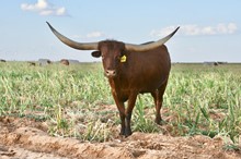 TS Lone Star Independence