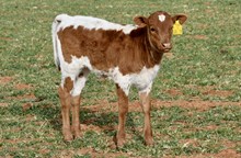 TS Lone Star Rose