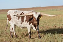 TS Dillon's Jersey Lilly