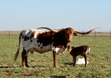 TS Tex Allen