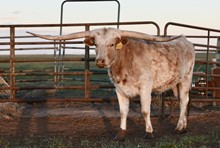TS Dillon's Gemma