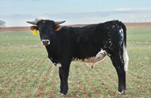 TS Chisos 15/22