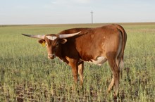 TS Red River Jack