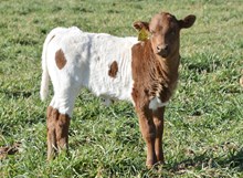 TS Doolittle
