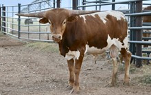 TS Lone Star Lawman