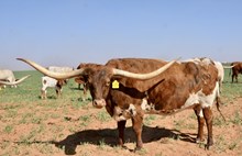 TS Sheza Whip Er Wil