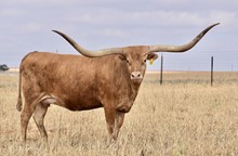 TS Red River Tiara