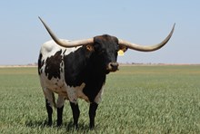 TS Lone Star Mickey