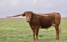 TS Cortez