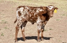 TS Sheza Texian Honey