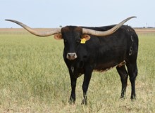 TS Lone Star Abigail