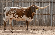 DSCC KIOWA PRINCESS