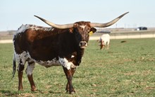 TS Lone Star Treasure