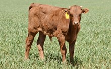 TS Tumbleweed Jack
