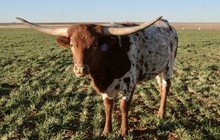 Lakota's Lilly Girl