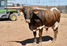 TS Boquillas