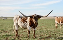 TS LoneStar Tejas Mickey
