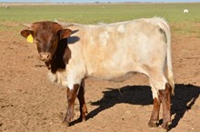TS Roughneck