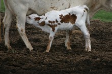 RJF Star Worth X Garland's R.O.I. - H  CALF