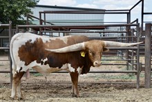 TS Lone Star Lawman
