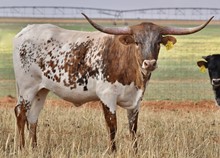 TS Lone Star Whip Er Wil