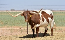 TS Lone Star Abbey