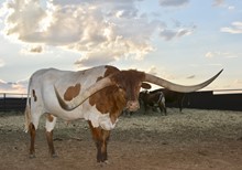 TS Salt Lick