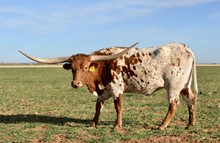 TS Lone Star Dotty