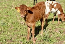 TS Texian Ranger