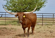  TS Lone Star Queen