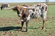 TS Frisco