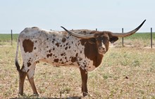 Lakota's Lilly Girl