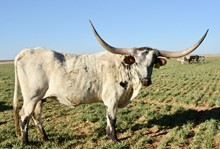 TS Lone Star Ruby