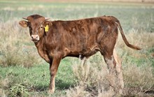 TS Aristocrat Texian