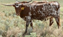 TS Sheza Texian Honey