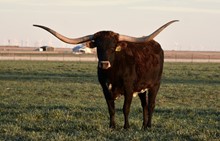 TS Lone Star Abigail