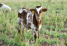TS Texian Patriot
