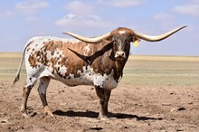 DSCC KIOWA PRINCESS
