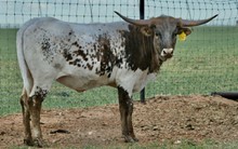 TS Lone Star Whip Er Wil