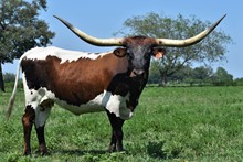 TS Lone Star Diamond