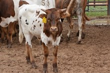 TS Lone Star Justice