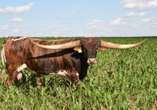 TS Lone Star Dillon