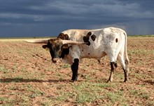 TS Caprock 17/7