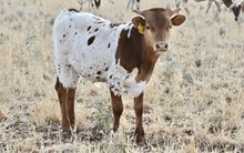 TS Buckshot Cowboy
