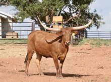 TS Lone Star Queen