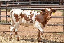 heifer calf 32/23 Giovanna 