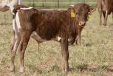 TS Lone Star Dillon