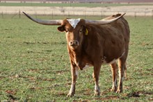 TS Texas Gail