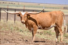 TS Texas Gail