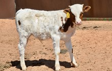 TS Texas Ranger